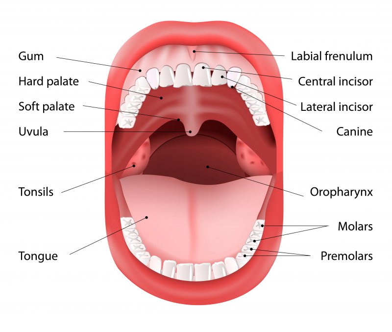 Protect Your Mouth, Our Oral Products